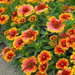 GAILLARDE VIVACE ARIZONA SUN