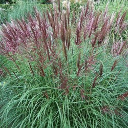 MISCANTHUS SINENSIS RED CHIEF