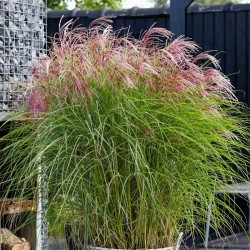 MISCANTHUS SINENSIS RED CLOUD