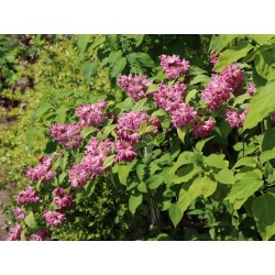 DEUTZIA TOURBILLON ROUGE