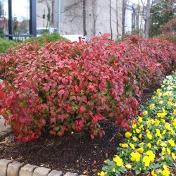 NANDINA DOMESTICA FIREPOWER