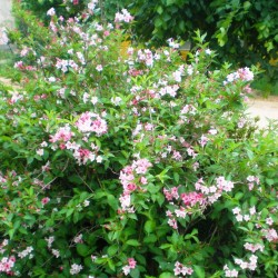 WEIGELIA MARJORIE