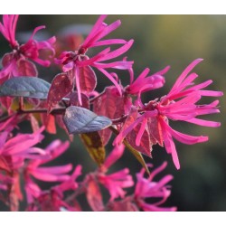 LOROPETALUM FIRE DANCE