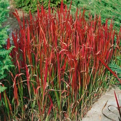 IMPERATA CYLINDRICA RED BARON