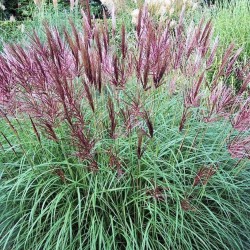 MISCANTHUS FERNER OSTEN