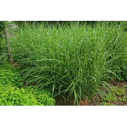 MISCANTHUS SINENSIS STRICTUS