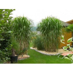 MISCANTHUS GIGANTEUS