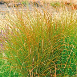 CAREX TESTACEA PRAIRIE FIRE