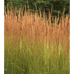 CALAMAGROSTIS ACUTIFLORA...