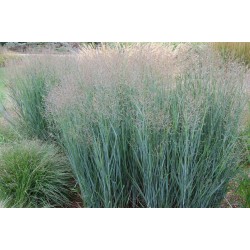 PANICUM VIRGATUM HEAVY METAL