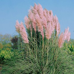 CORDATERIA SELLOANA ROSEA