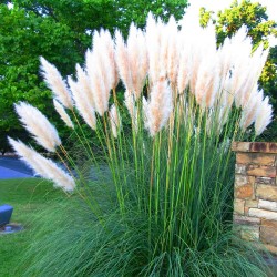 CORDATERIA SELLOANA BLANC