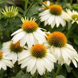 ECHINACEA PURPUREA. POWWOW...