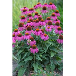 ECHINACEA PURPUREA POWWOW...