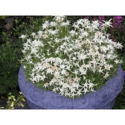 EDELWEISS ALPINUM EVEREST®