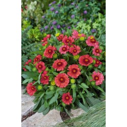 GAILLARDIA ARIZONA RED SHADES