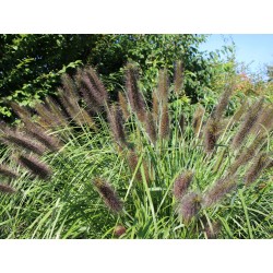 PENNISETUM ALOPECUROIDES...