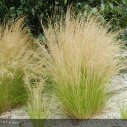 STIPA TENUISSIMA PONY TAILS