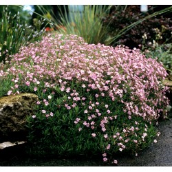 GYPSOPHILE REPENS ROSEA