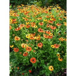 HELENIUM AUT. RED & GOLD HYB