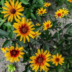 HELIOPSIS HELIANTHOIDES...