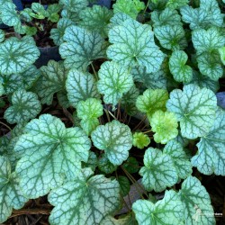 HEUCHERA AMERICANA DALES...