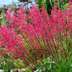 HEUCHERA SANGUINEA LEUCHTKÄFER