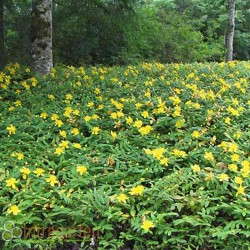 HYPERICUM CALYCINUM ROSE DE...