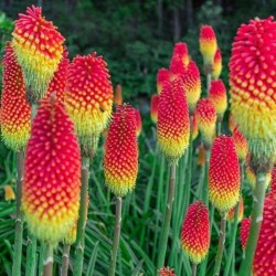 KNIPHOFIA ROYAL CASTLE HYB