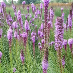 LIATRIS SPICATA FLORISTAN...