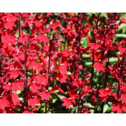 LOBELIA FUNGENS QUEEN VICTORIA