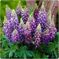 LUPIN POLYPHILLUS BLUE SHADES