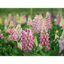 LUPIN POLYPHILLUS PINK SHADES