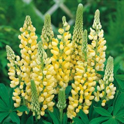 LUPIN POLYPHILLUS YELLOW...