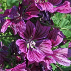 MALVA MAURITIANA