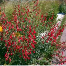 PENSTEMON BARBATUS COCCINEUS