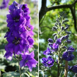 DELPHINIUM PACIFIC BLACK...