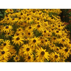 RUDBECKIA FULGIDA GOLDBLITZ