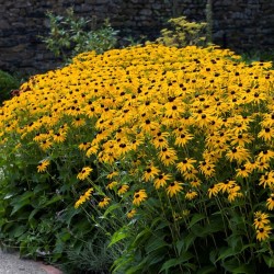 RUDBECKIA FULGIDA GOLDSTURM