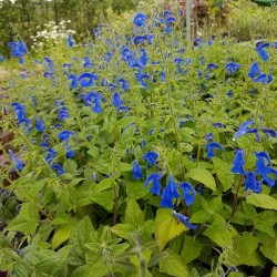 SALVIA PATENSIS  PATIO DEEP...