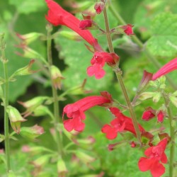 SALVIA ROEMERIANA HOT...