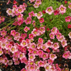 SAXIFRAGE ARENDSII CARPET PINK