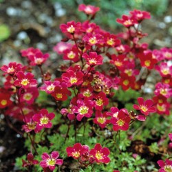 SAXIFRAGE ARENDSII CARPET...