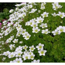 SAXIFRAGE ARENDSII CARPET...