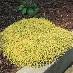 SEDUM ACRE YELLOW