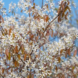 AMELANCHIER LAMARCKII