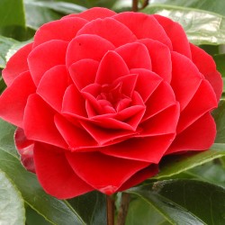 CAMELLIA JAPONICA ROUGE