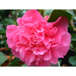 CAMELLIA JAPONICA ROSE