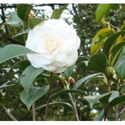 CAMELLIA JAPONICA BLANC