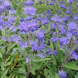 CEANOTHUS GLOIRE DE VERSAILLE